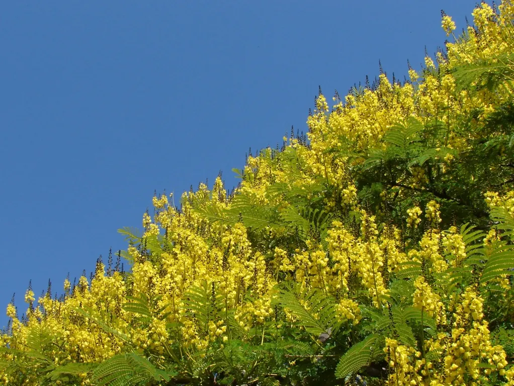 Brazilian Fern Tree (Schizolobium Parahyba) — often adding up to 10 feet in height annually