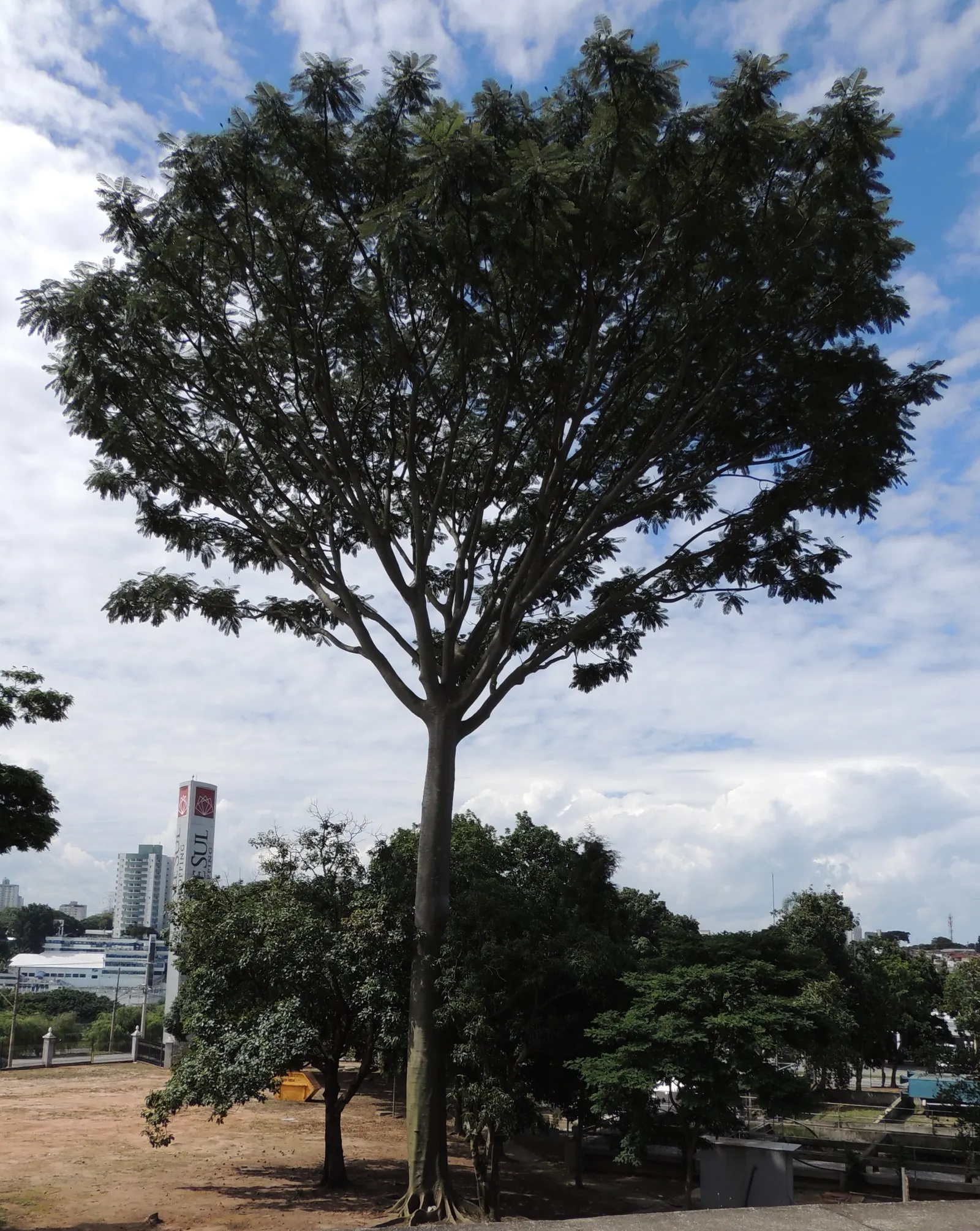 Brazilian Fern Tree (Schizolobium Parahyba) — yellow flowers that resemble a bottlebrush and are a magnet for pollinators; tree with yellow blooms, image 60