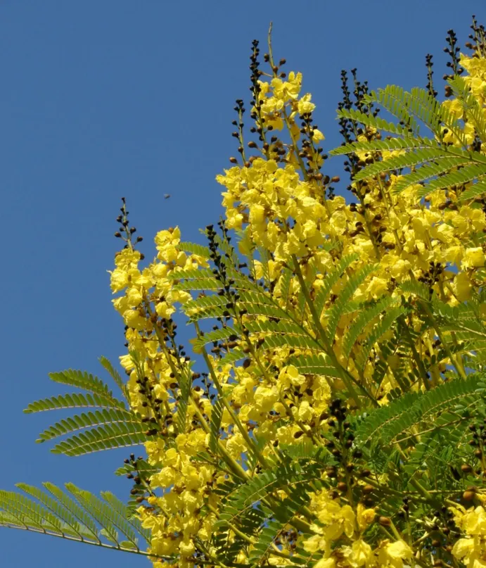 Brazilian Fern Tree (Schizolobium Parahyba) — It dazzles with fern-like leaves and vivid yellow blooms; <br><br>Typically reaching heights of 40 to, image 46