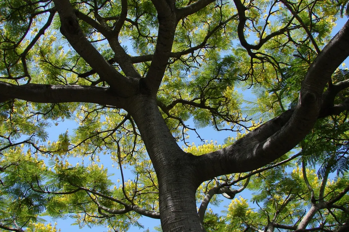 Brazilian Fern Tree (Schizolobium Parahyba) — tree for full or half; regular watering promotes optimal growth and health.<br><br>Given its size, image 66