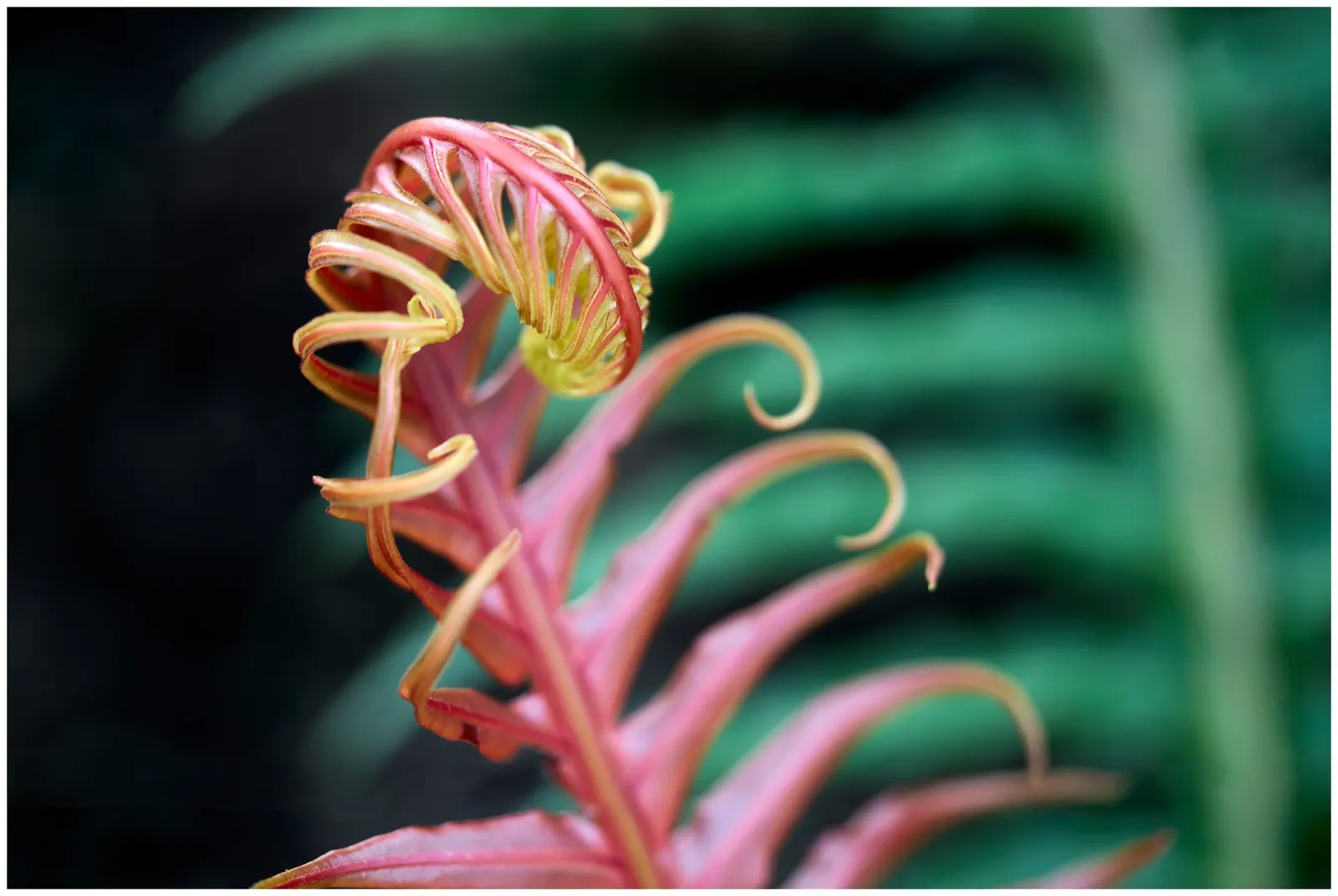 Brazilian Fern Tree (Schizolobium Parahyba) — It prefers a full sun exposure with well-drained soil; is a tropical marvel that offers a bold statement in any