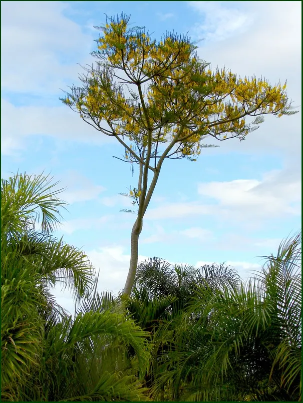 Brazilian Fern Tree (Schizolobium Parahyba) — this deciduous beauty is renowned for its feathery; fern-like foliage that provides a soft and delicate texture