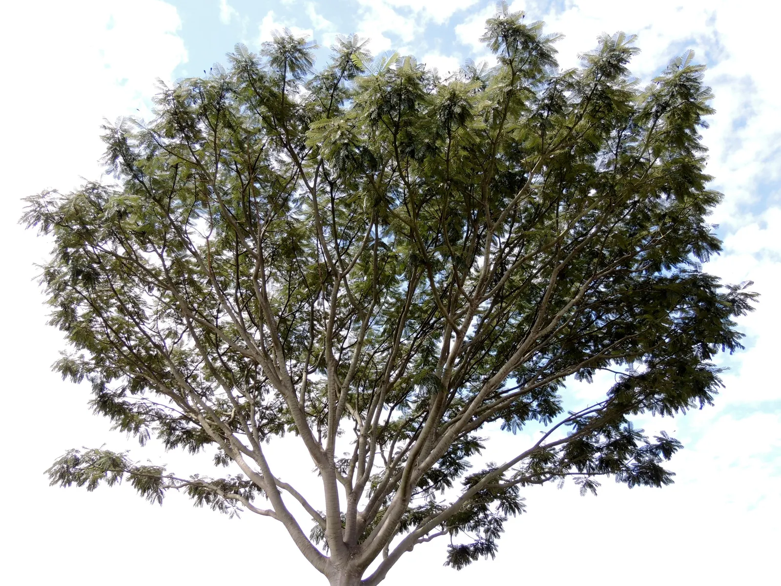 Brazilian Fern Tree (Schizolobium Parahyba) — tree with yellow blooms; the Brazilian Fern Tree grows at an impressively fast rate