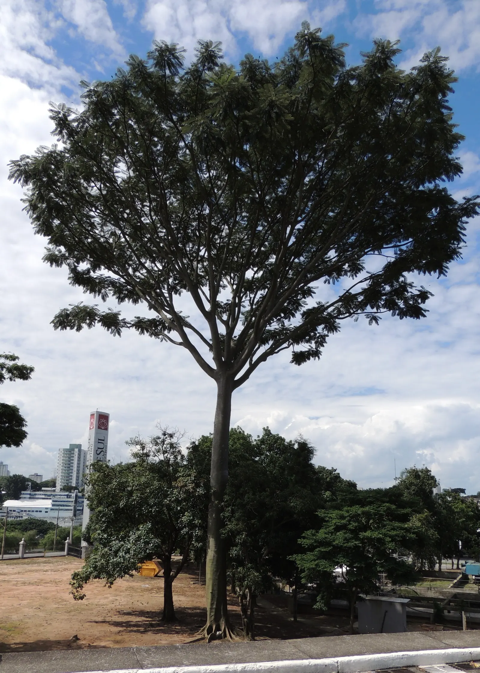Brazilian Fern Tree (Schizolobium Parahyba) — airy crown create a light; grayish-green bark and the open