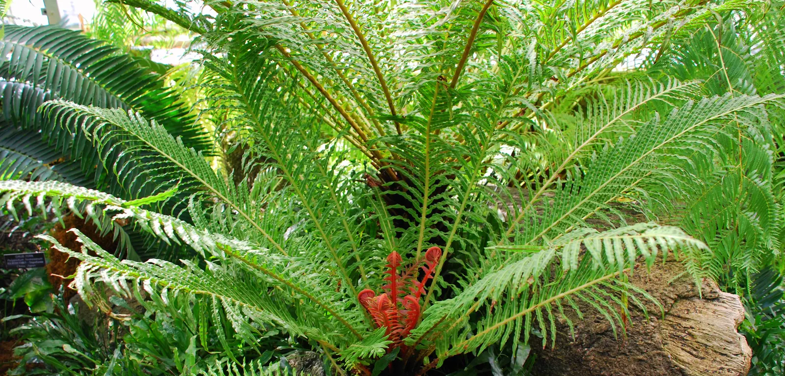 Brazilian Fern Tree (Schizolobium Parahyba) — <br><br>Typically reaching heights of 40 to 60 feet with a canopy spread of 15 to 25 feet; this deciduous beauty