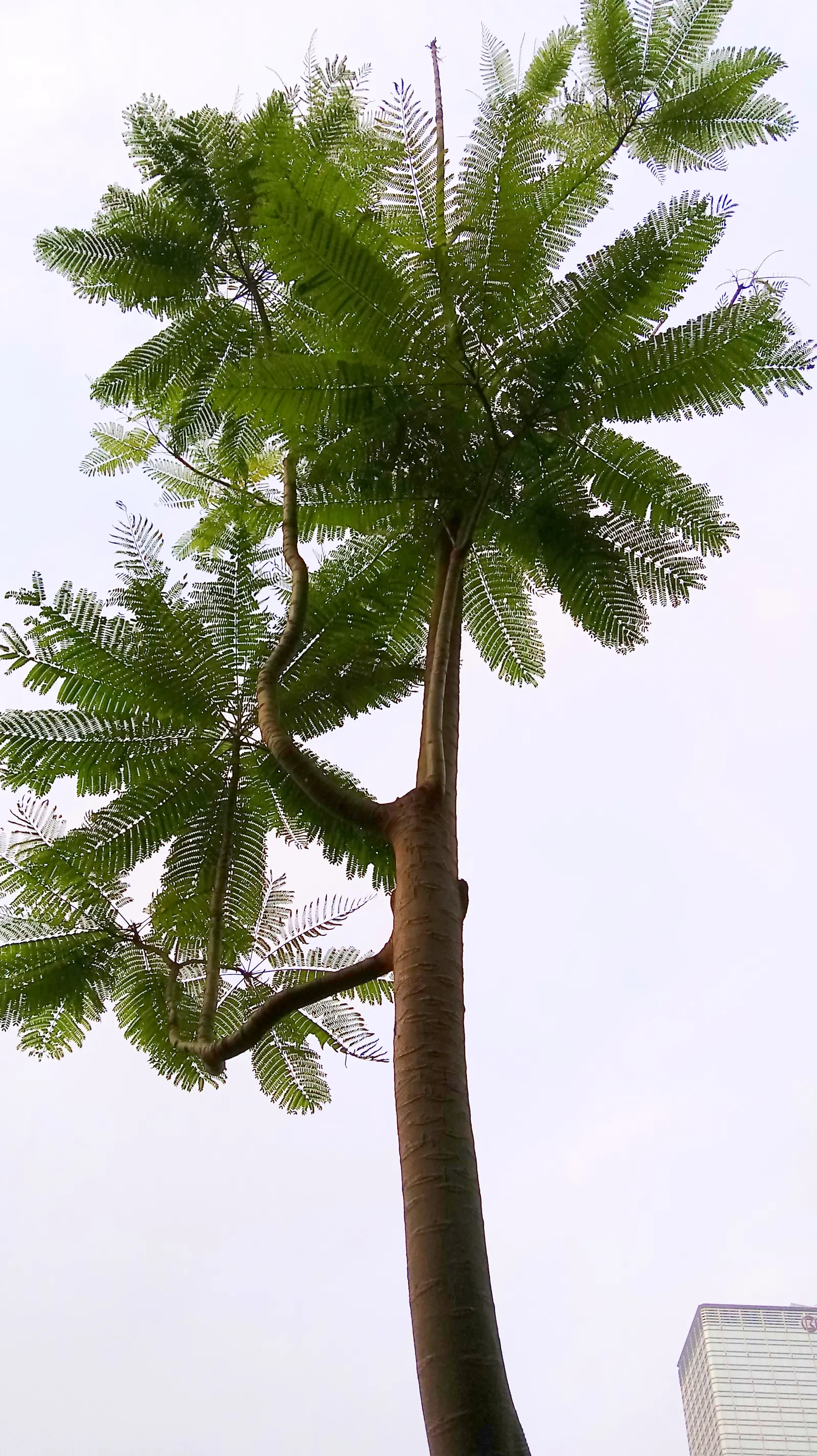 Brazilian Fern Tree (Schizolobium Parahyba) — <br><br>Typically reaching heights of 40 to 60 feet with a canopy spread of 15 to 25 feet