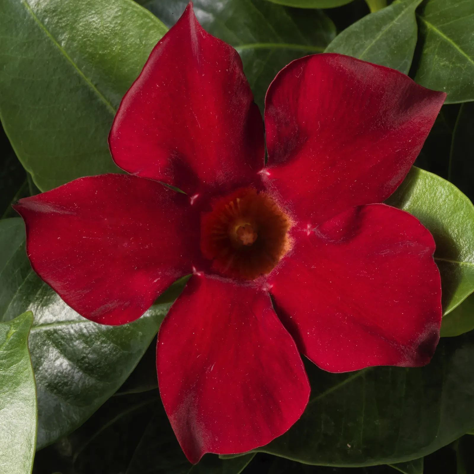 Red Mandevilla — Proven Winners - Bombshell® Red - Mandevilla red plant details, information and resources