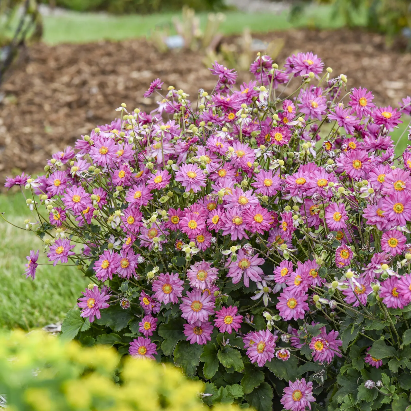 'Deeply' Japanese Anemone (Anemone hybrid) — Proven Winners - Fall in Love® 'Deeply' - Japanese Anemone - Anemone hybrid pink deep rose pink plant details