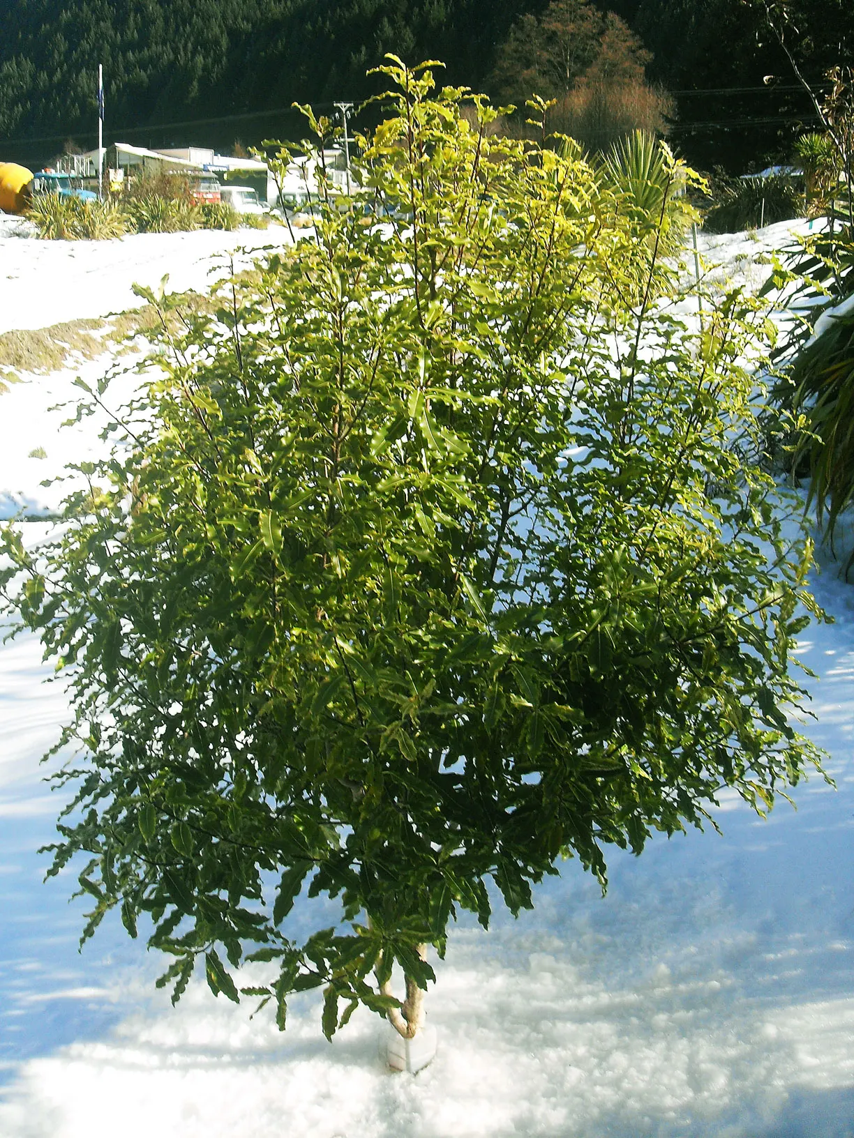 Lemonwood (Pittosporum Eugenioides) — scientifically known as Pittosporum eugenioides; especially when established