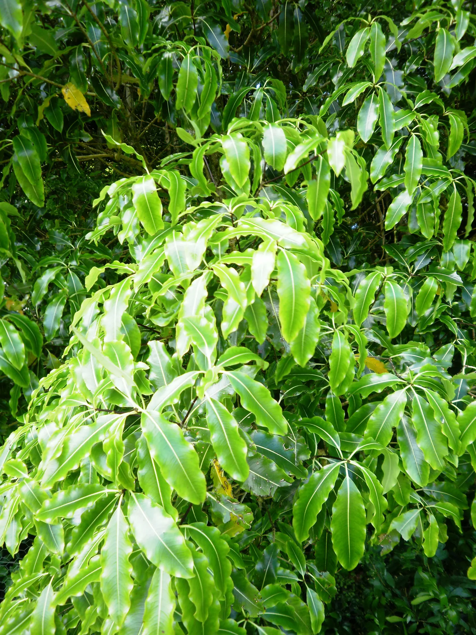 Lemonwood (Pittosporum Eugenioides) — which can reach up to 20-25 feet in height and 10-15 feet in spread; bright green leaves which emit a delightful