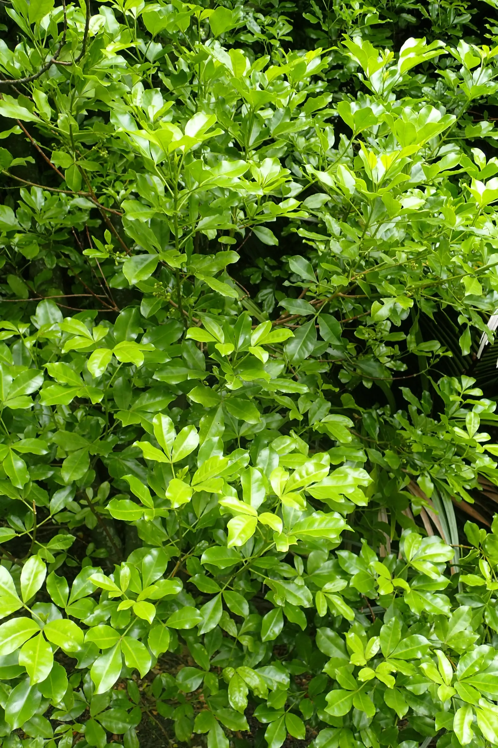 Lemonwood (Pittosporum Eugenioides) — which can reach up to 20-25 feet in height and 10-15 feet in spread