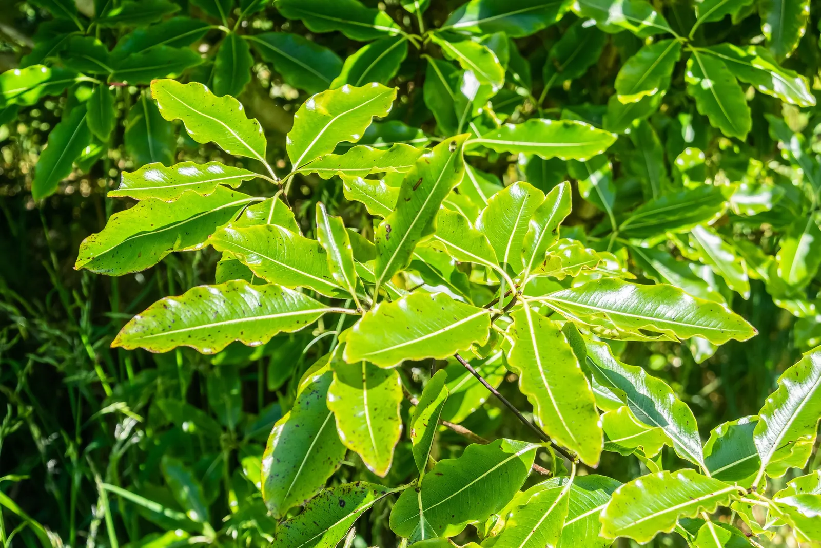 Lemonwood (Pittosporum Eugenioides) — thrives in USDA zones 8-10; black seeds encased in a natural resin