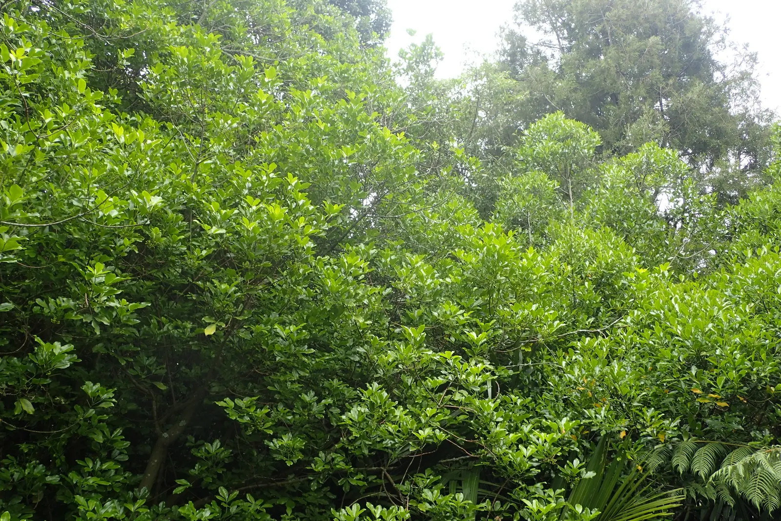 Lemonwood (Pittosporum Eugenioides) — provided they are well-drained