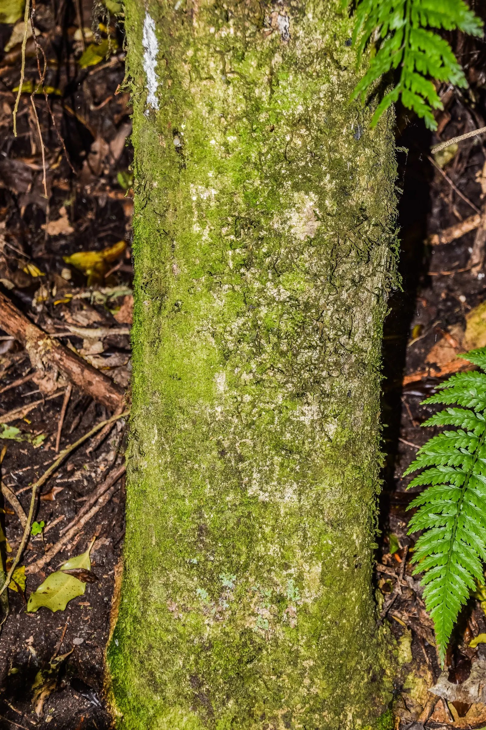 Lemonwood (Pittosporum Eugenioides) — the Lemonwood can withstand temperatures down to about 10 degrees Fahrenheit