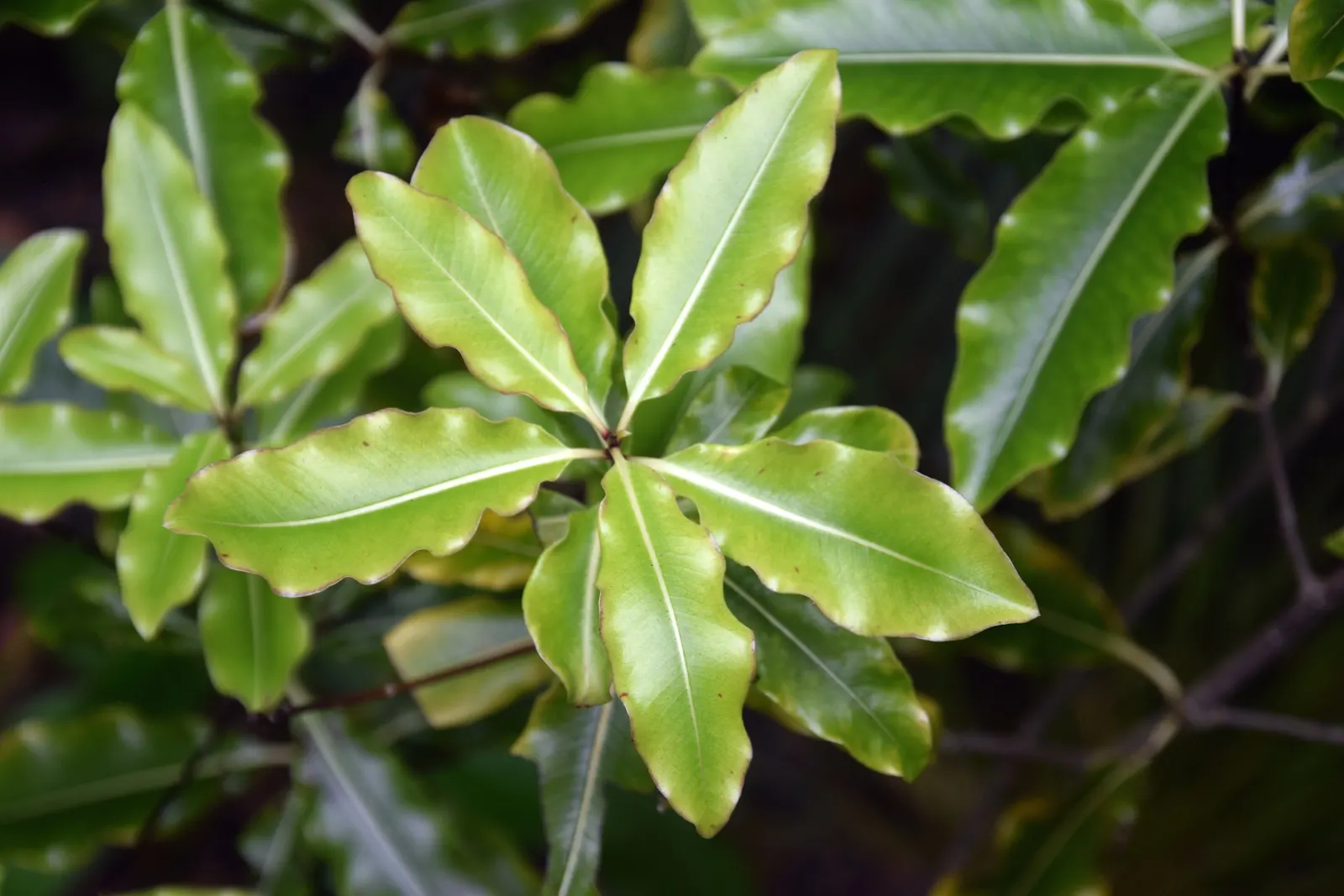 Lemonwood (Pittosporum Eugenioides) — Prefers well-drained soil and full to partial sun; is an elegant and versatile evergreen native to New Zealand