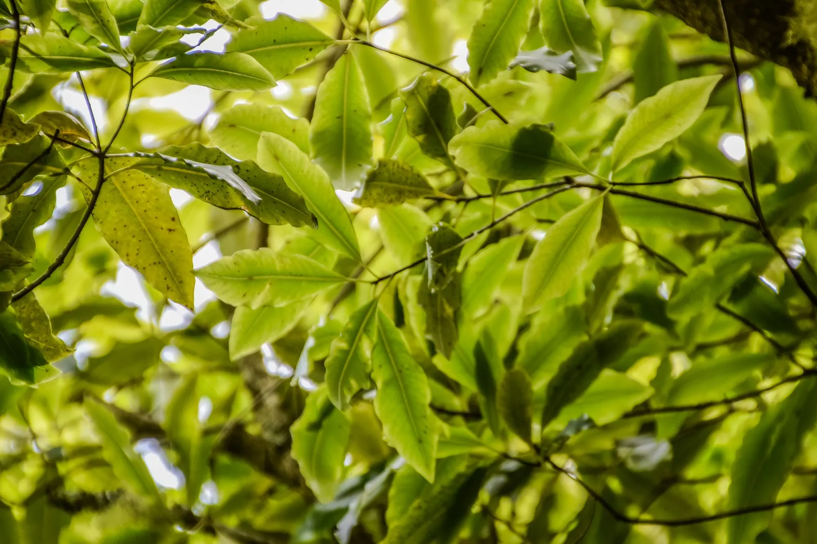 Lemonwood (Pittosporum Eugenioides) — offering year-round appeal to any garden