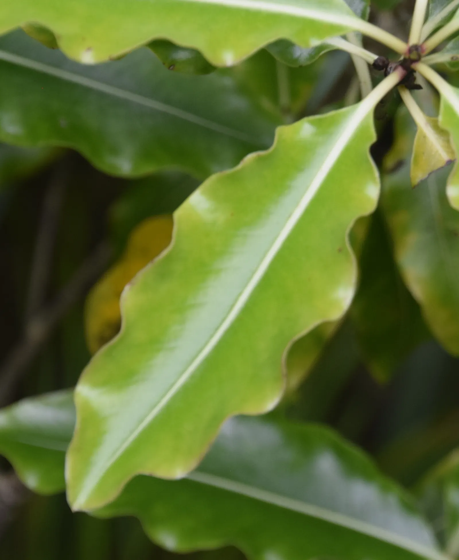 Lemonwood (Pittosporum Eugenioides) — lemony fragrance when crushed