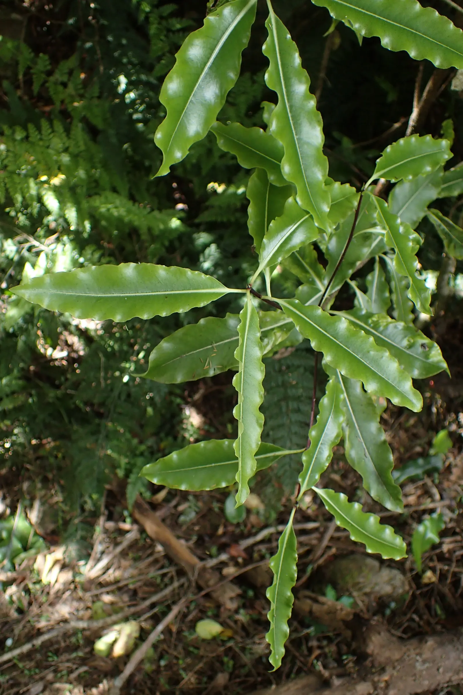 Lemonwood (Pittosporum Eugenioides) — black seeds encased in a natural resin