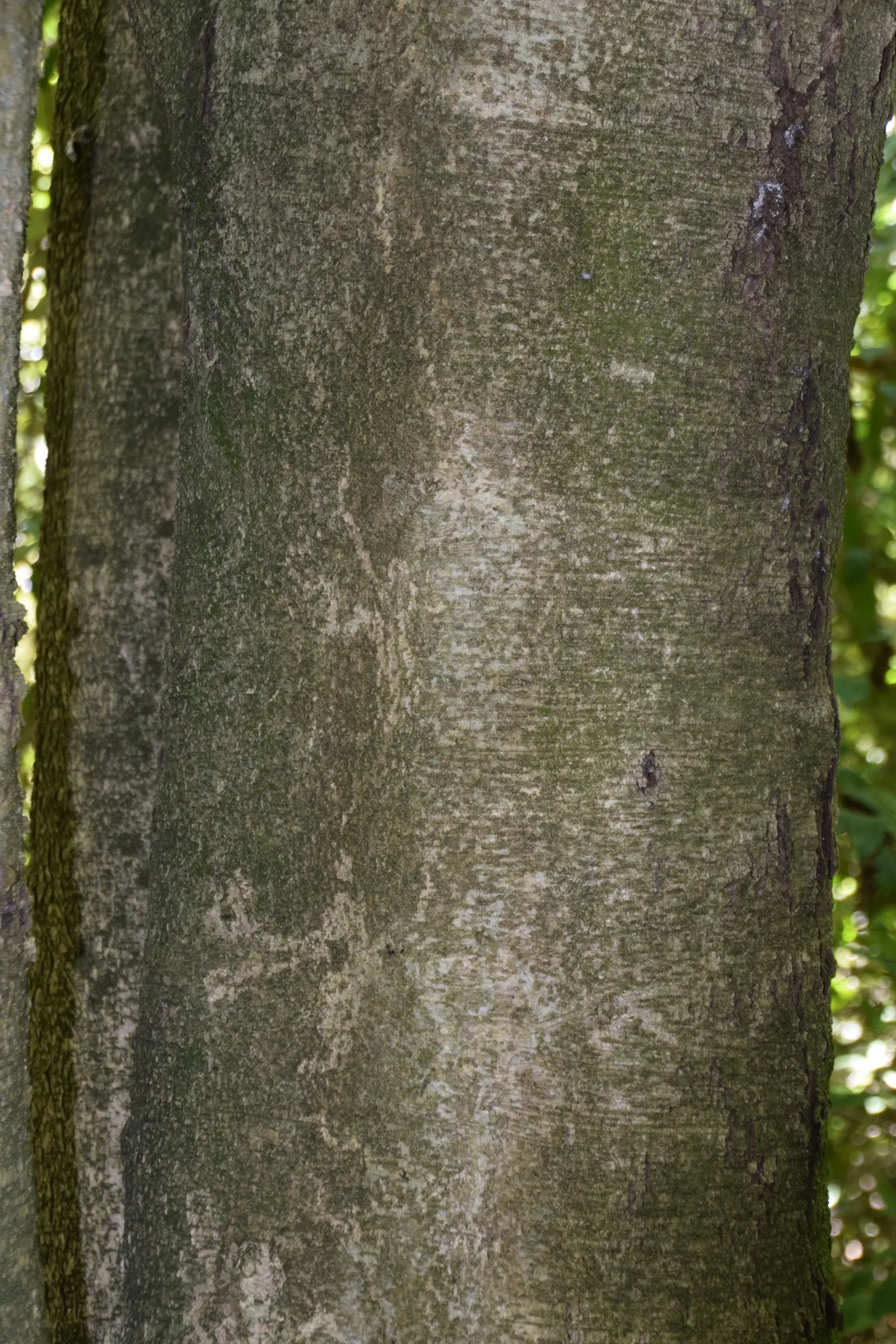 Lemonwood (Pittosporum Eugenioides) — thrives in USDA zones 8-10
