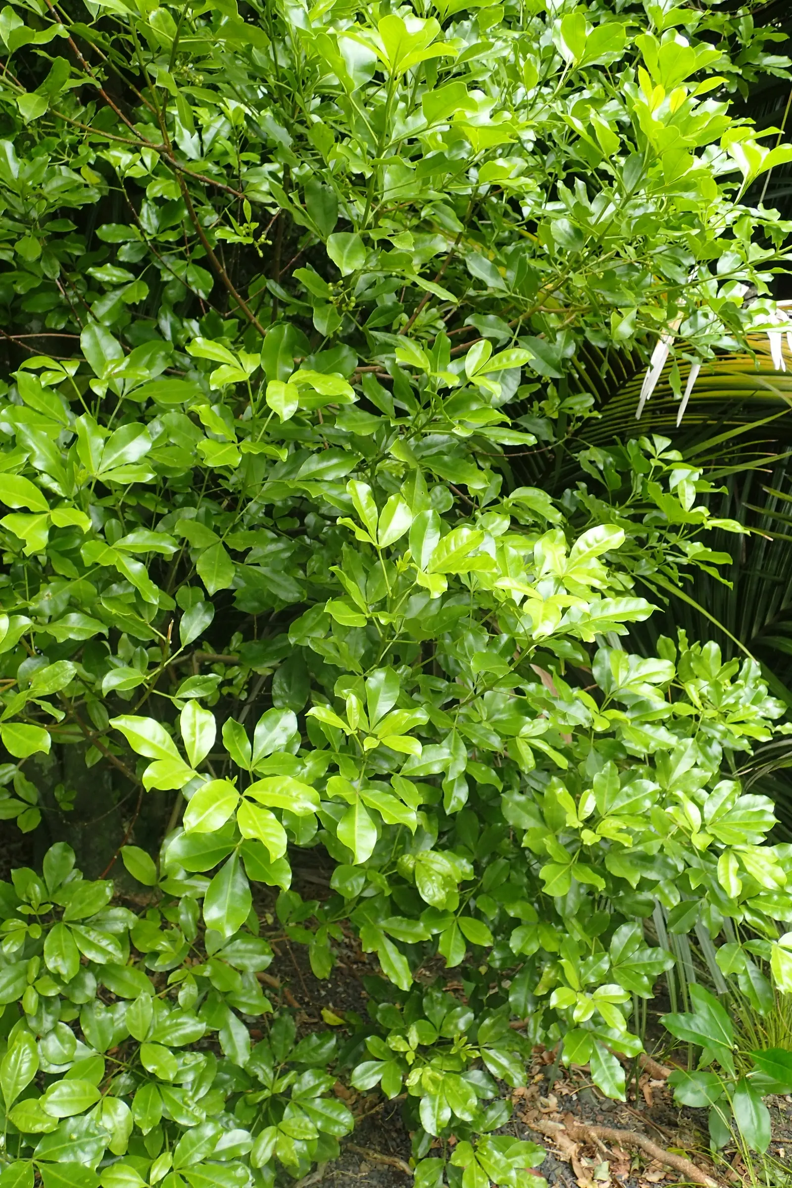 Lemonwood (Pittosporum Eugenioides) — is an elegant and versatile evergreen native to New Zealand; shrub for full