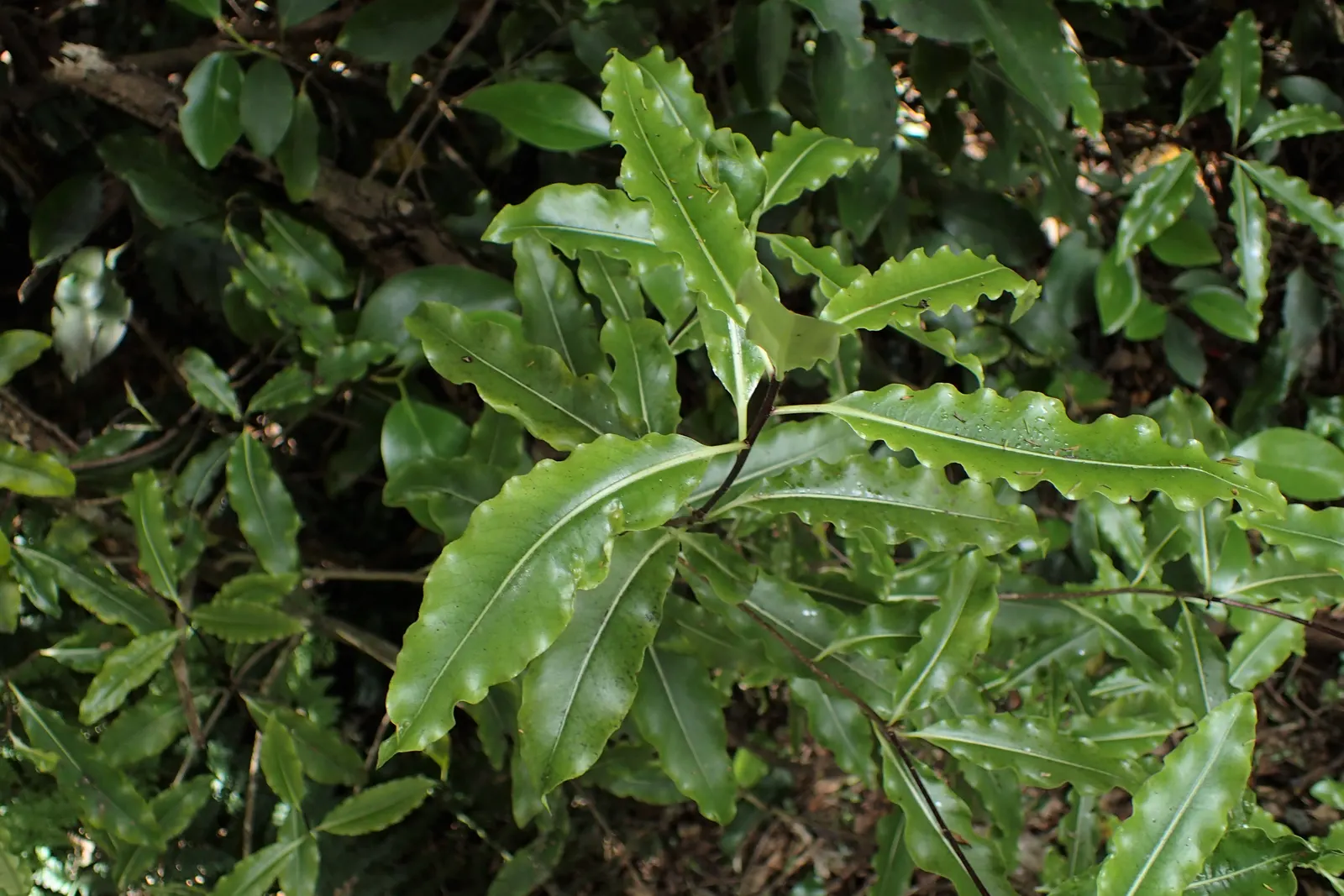 Lemonwood (Pittosporum Eugenioides) — offering a visual and olfactory treat