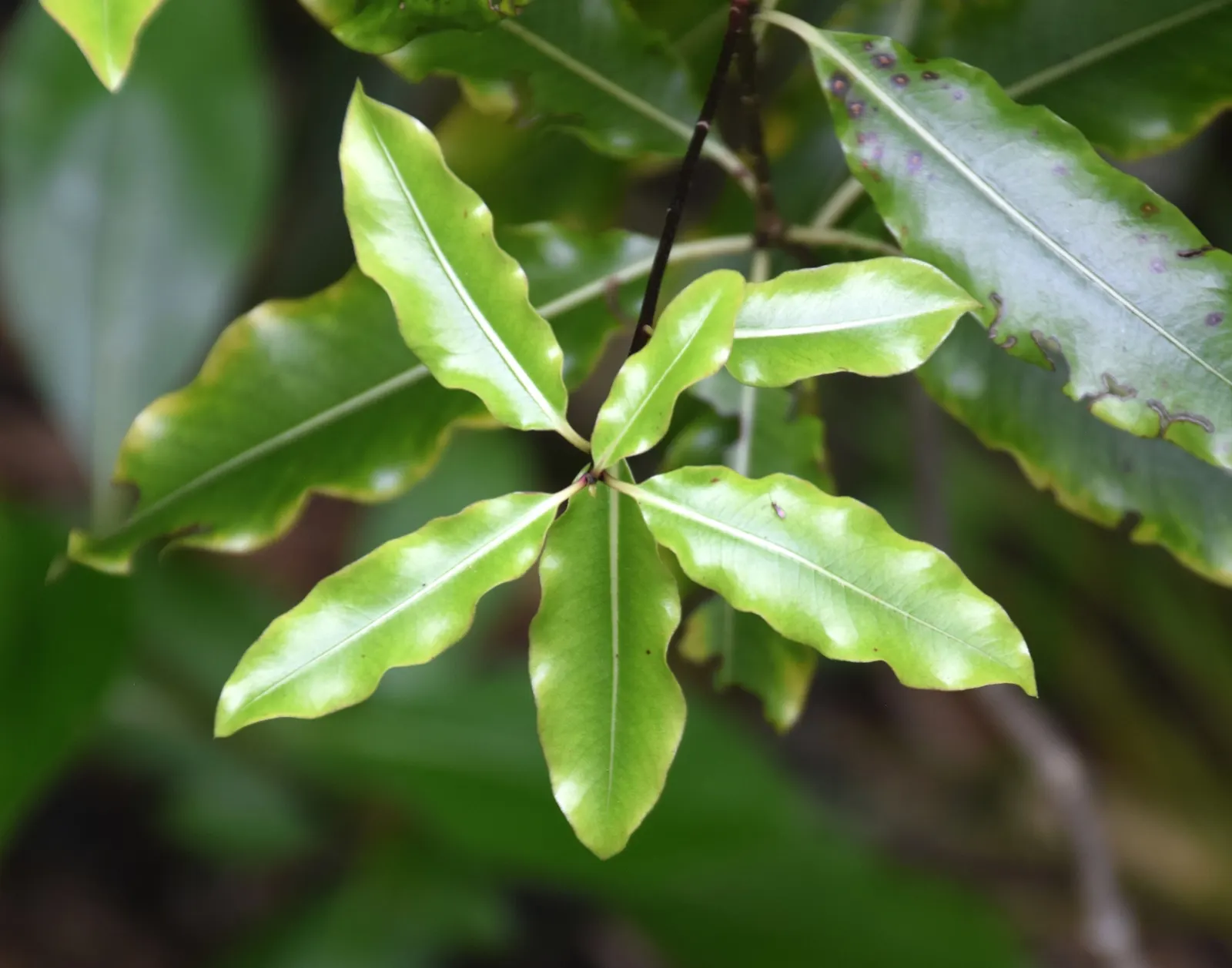 Lemonwood (Pittosporum Eugenioides) — In spring to early summer