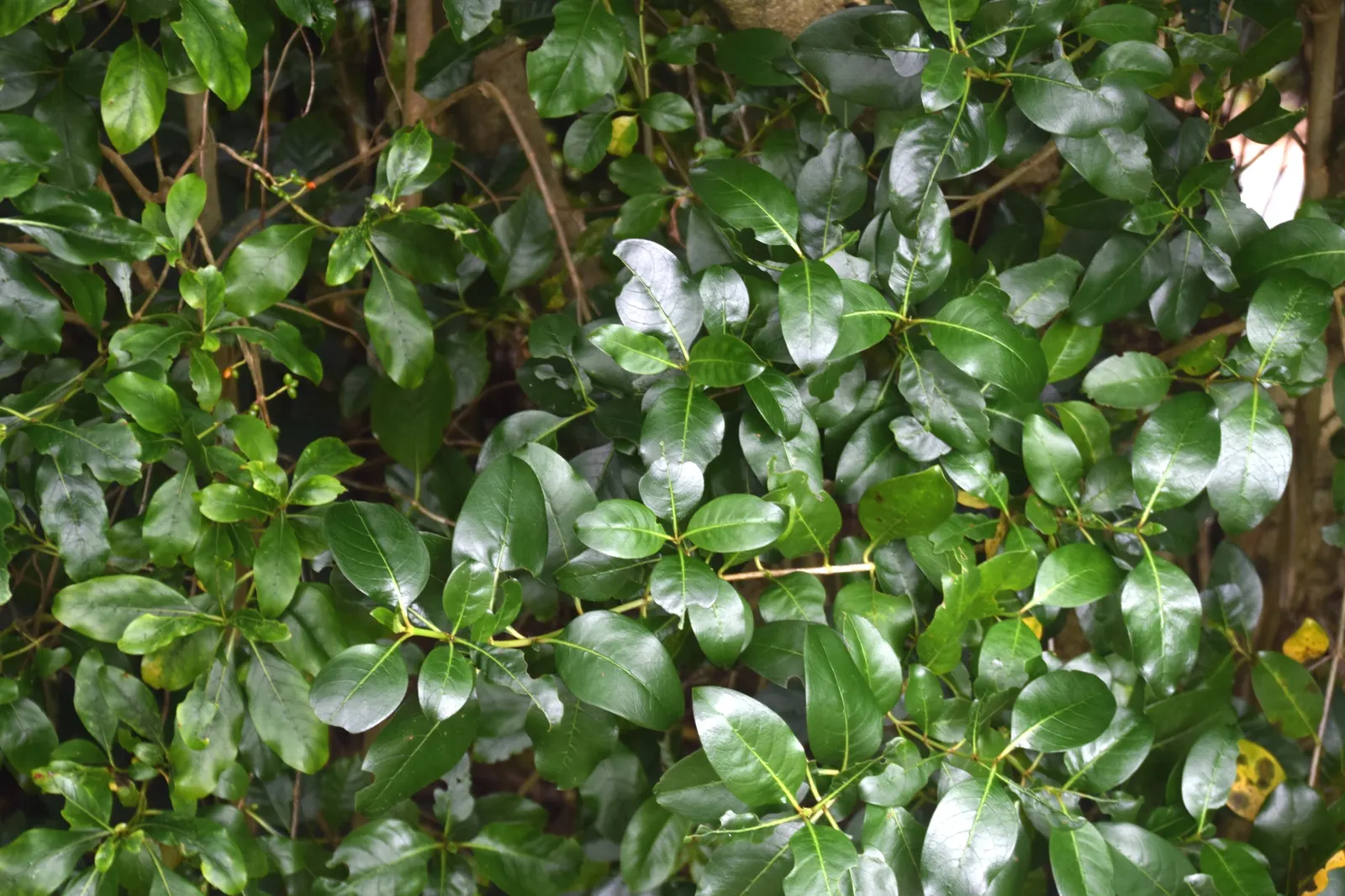 Lemonwood (Pittosporum Eugenioides) — making it an excellent choice for screens