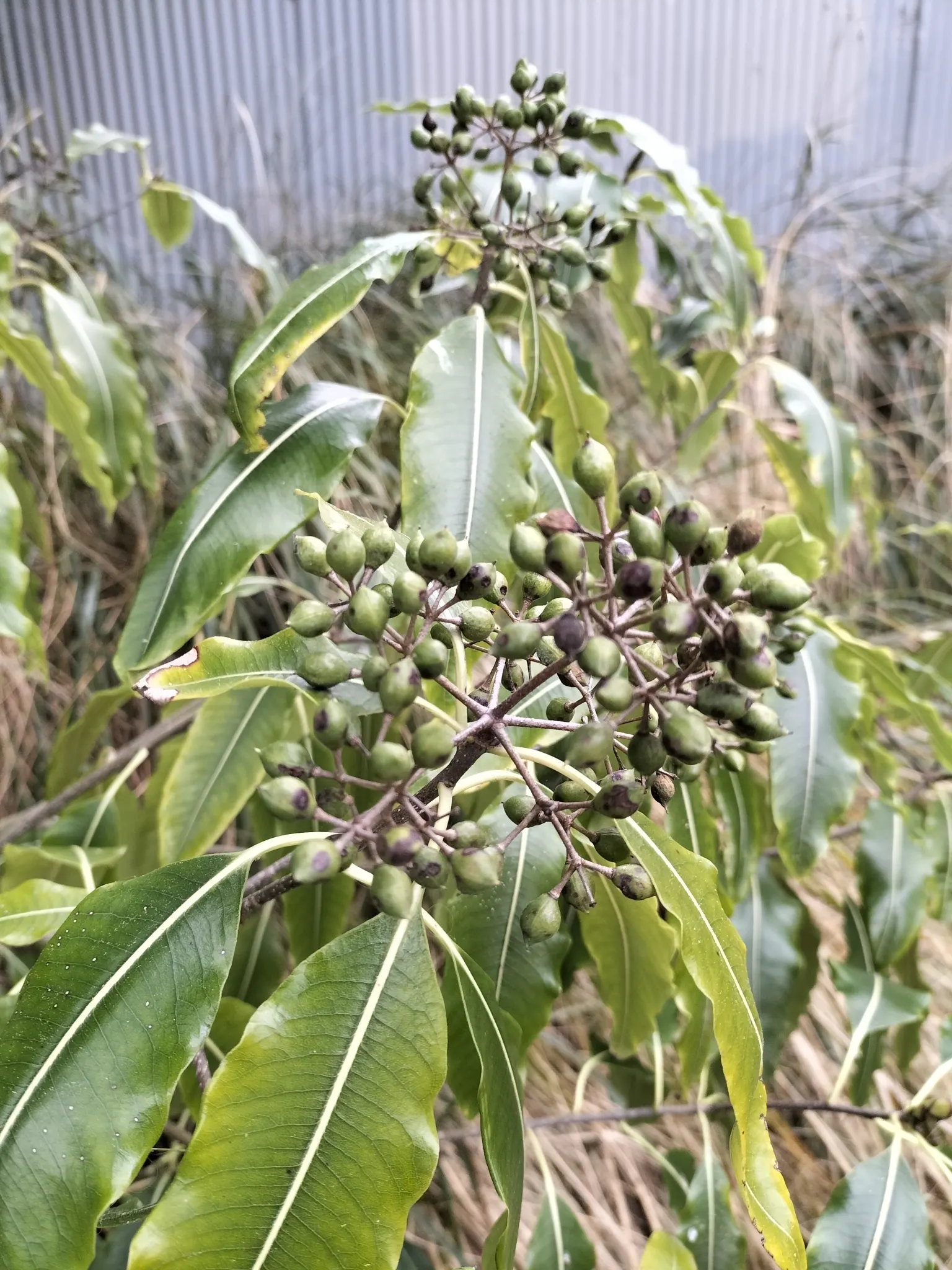 Lemonwood (Pittosporum Eugenioides) — Moderate water requirements make it a compelling choice for water-conscious designers