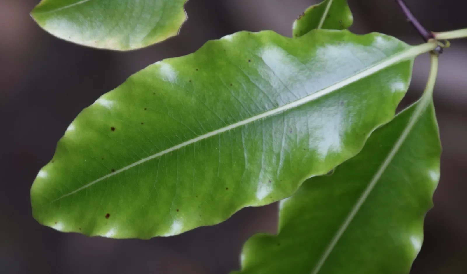 Lemonwood (Pittosporum Eugenioides) — scientifically known as Pittosporum eugenioides