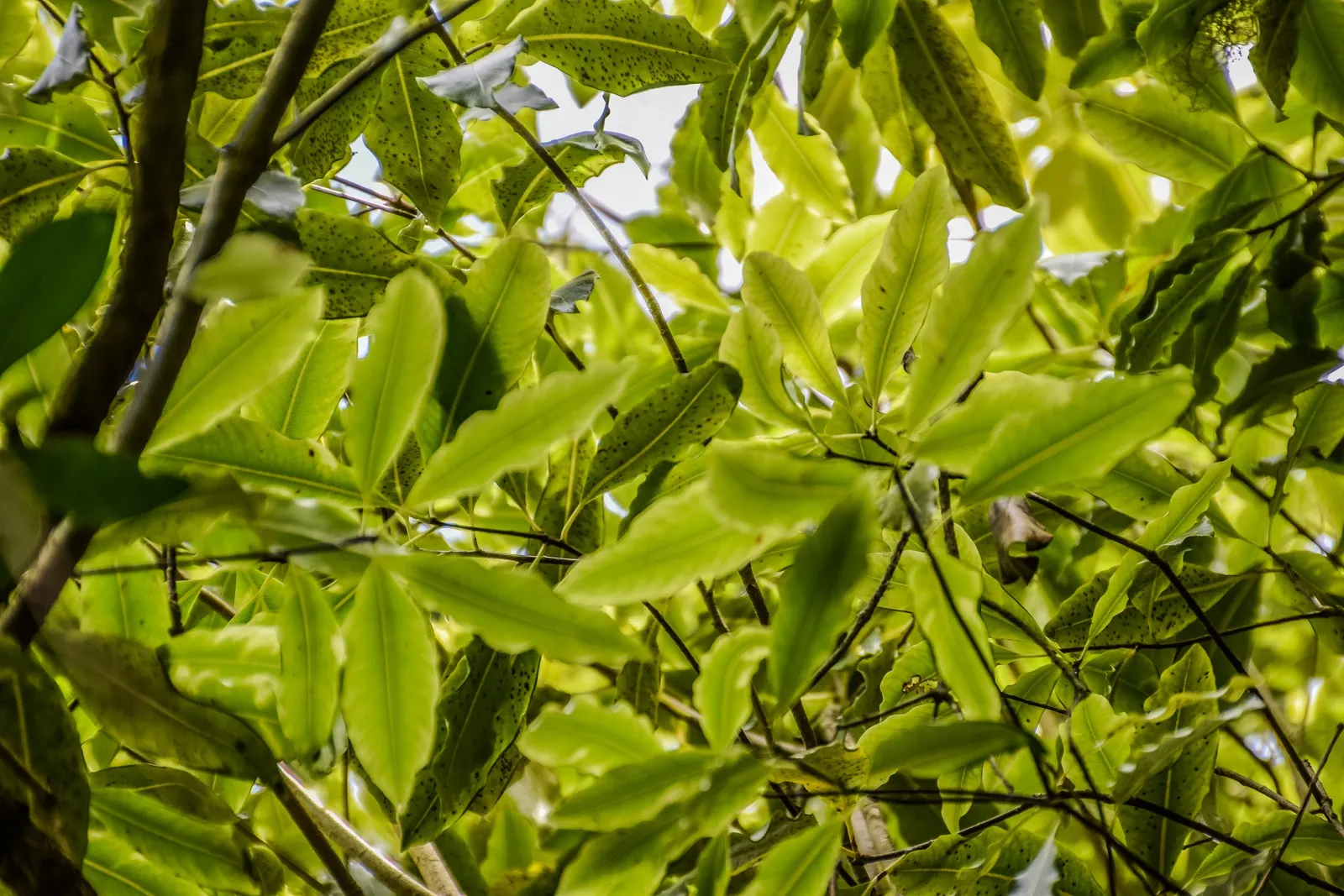 Lemonwood (Pittosporum Eugenioides) — yellow flowers in the garden