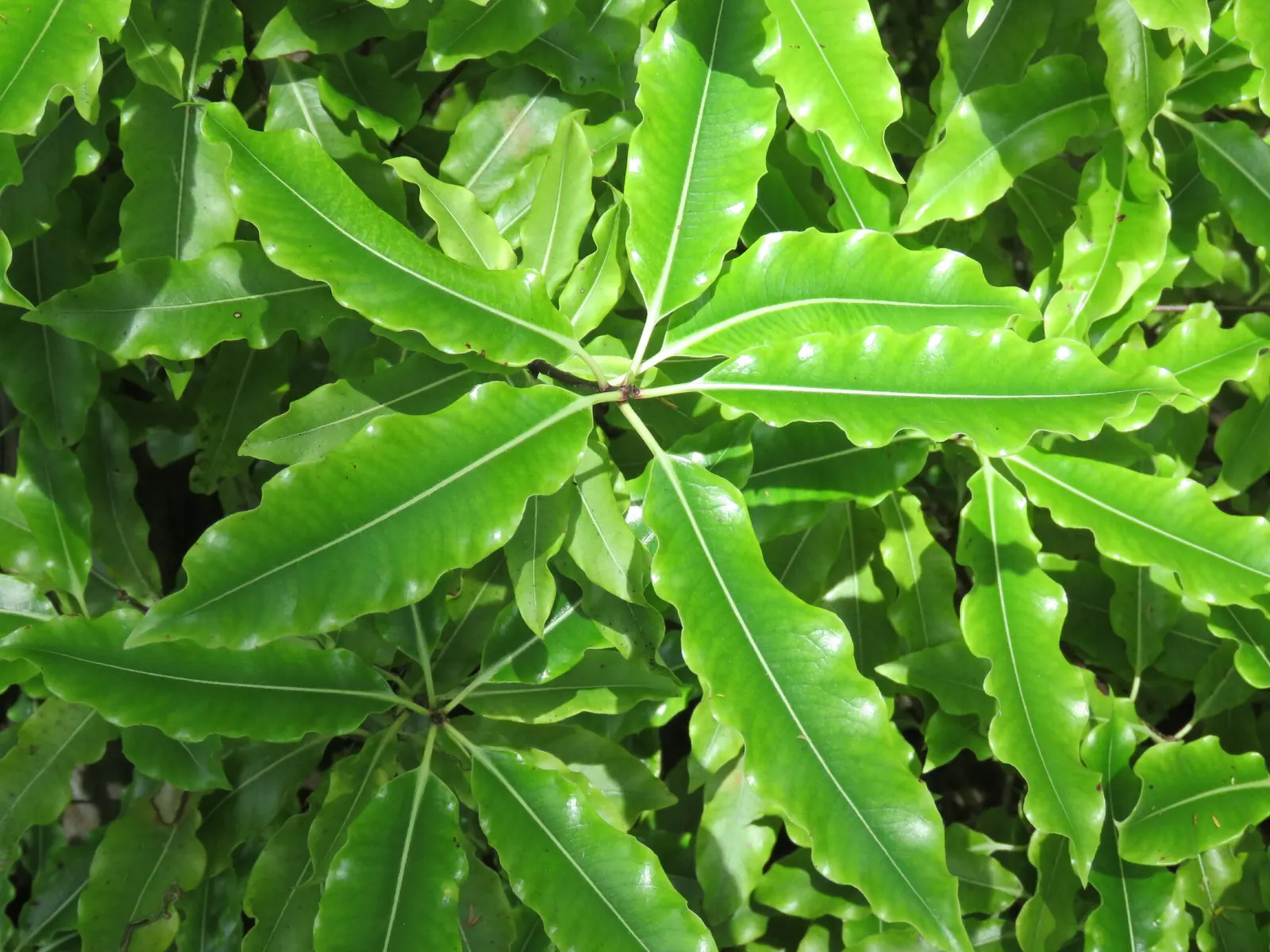 Lemonwood (Pittosporum Eugenioides) — making it versatile for screening or as a specimen plant