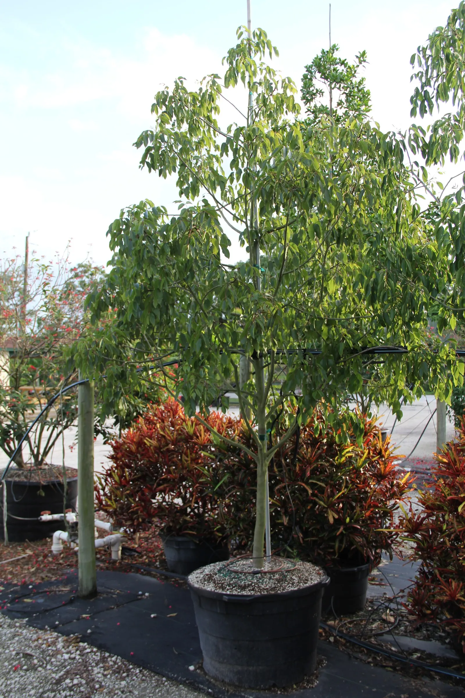 Lemonwood (Pittosporum Eugenioides) — Prefers well-drained soil and full to partial sun