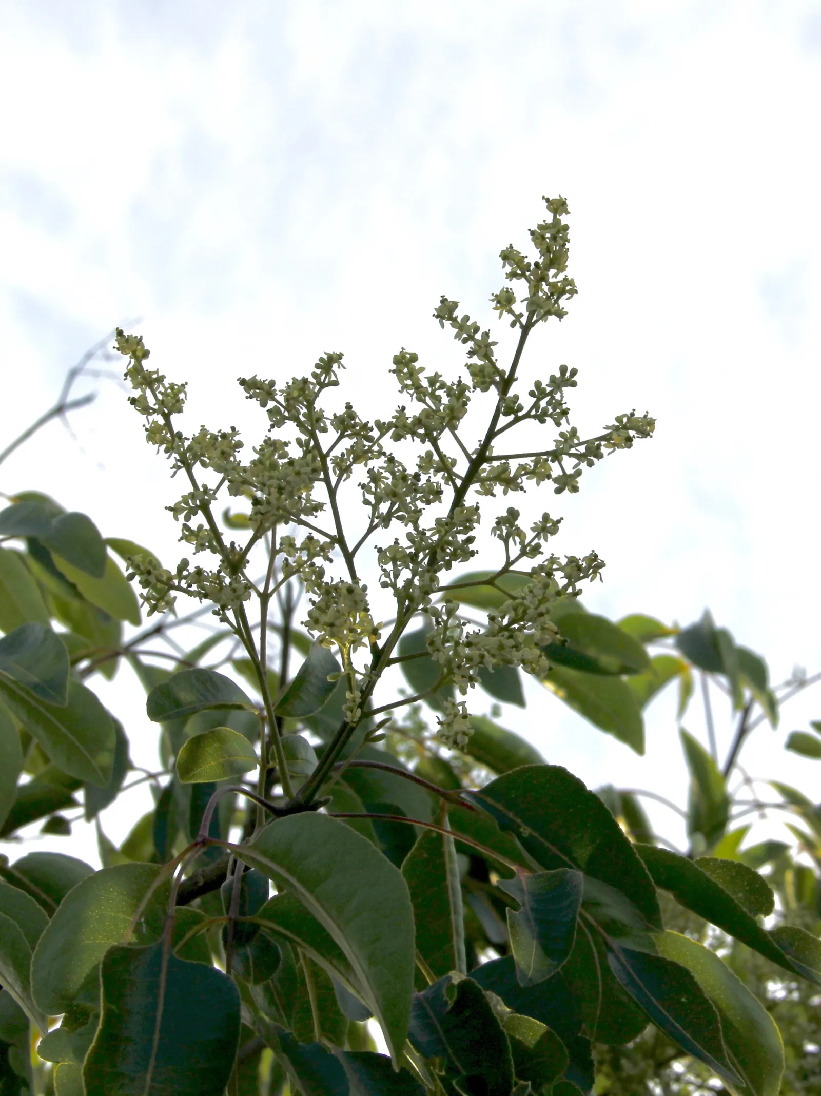 Lemonwood (Pittosporum Eugenioides) — providing an additional sensual experience in the garden