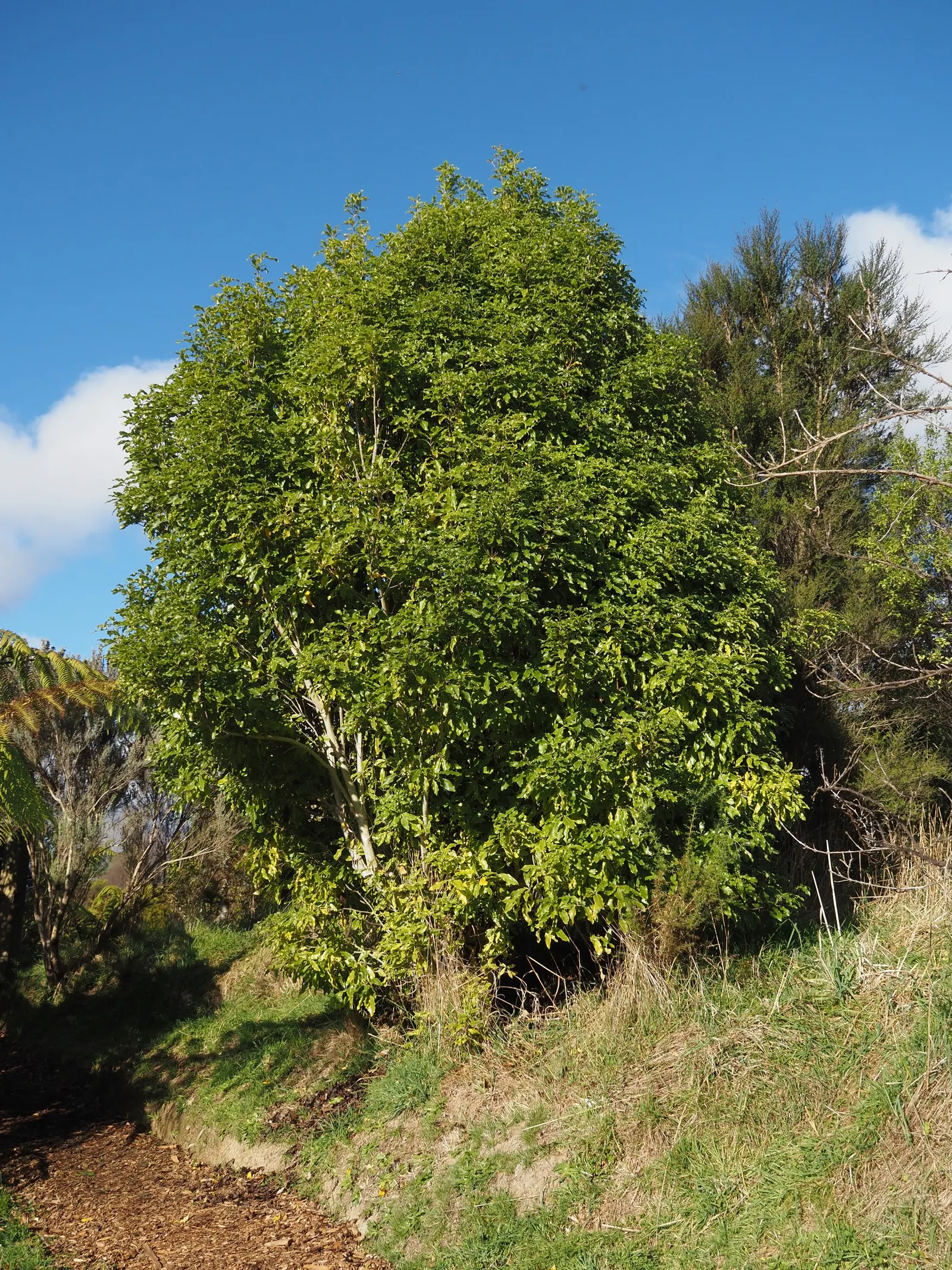 Lemonwood (Pittosporum Eugenioides) — Lemonwood, Pittosporum eugenioides, enriches landscapes with its bright, lemon-scented foliage