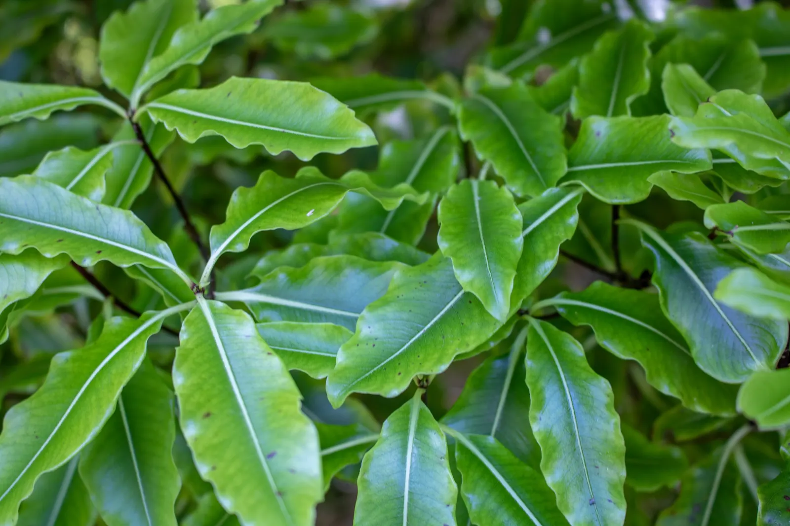 Lemonwood (Pittosporum Eugenioides) — is an elegant and versatile evergreen native to New Zealand