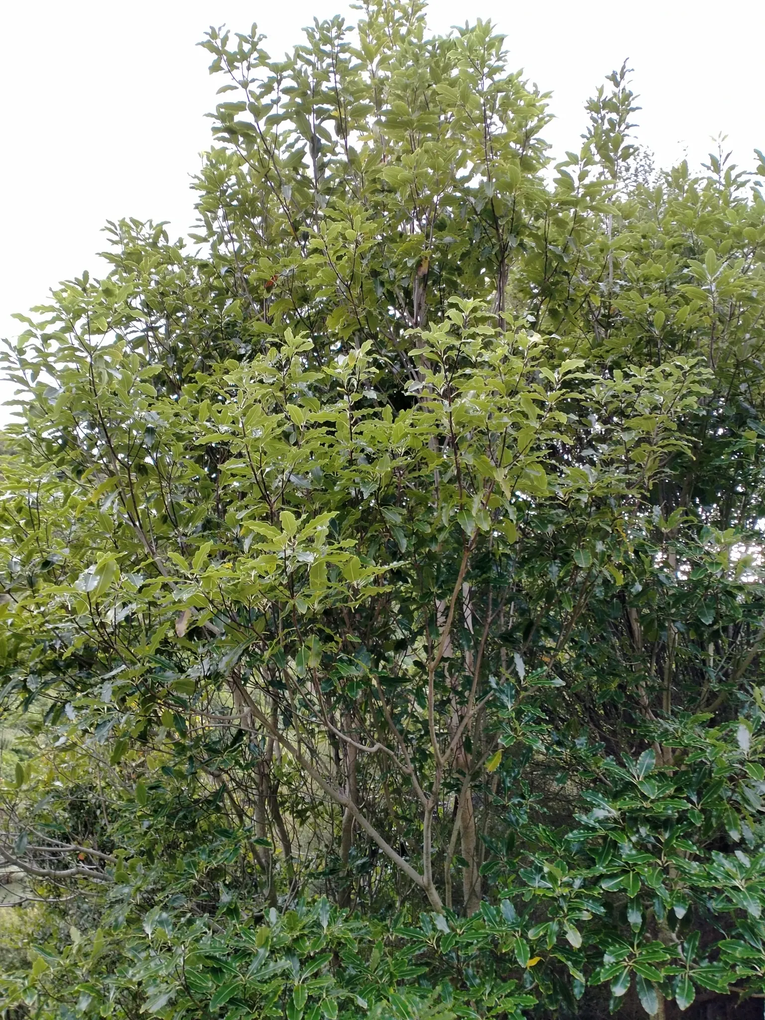 Lemonwood (Pittosporum Eugenioides) — the Pittosporum eugenioides is a top candidate for creating an inviting and serene landscape environment