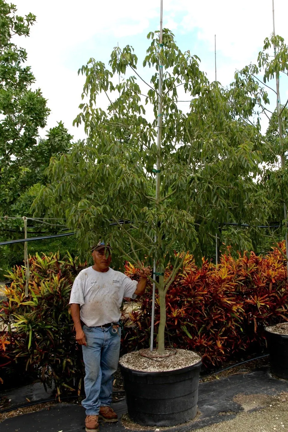 Lemonwood (Pittosporum Eugenioides) — Moderate water needs ensure it's an adaptable choice for varied designs