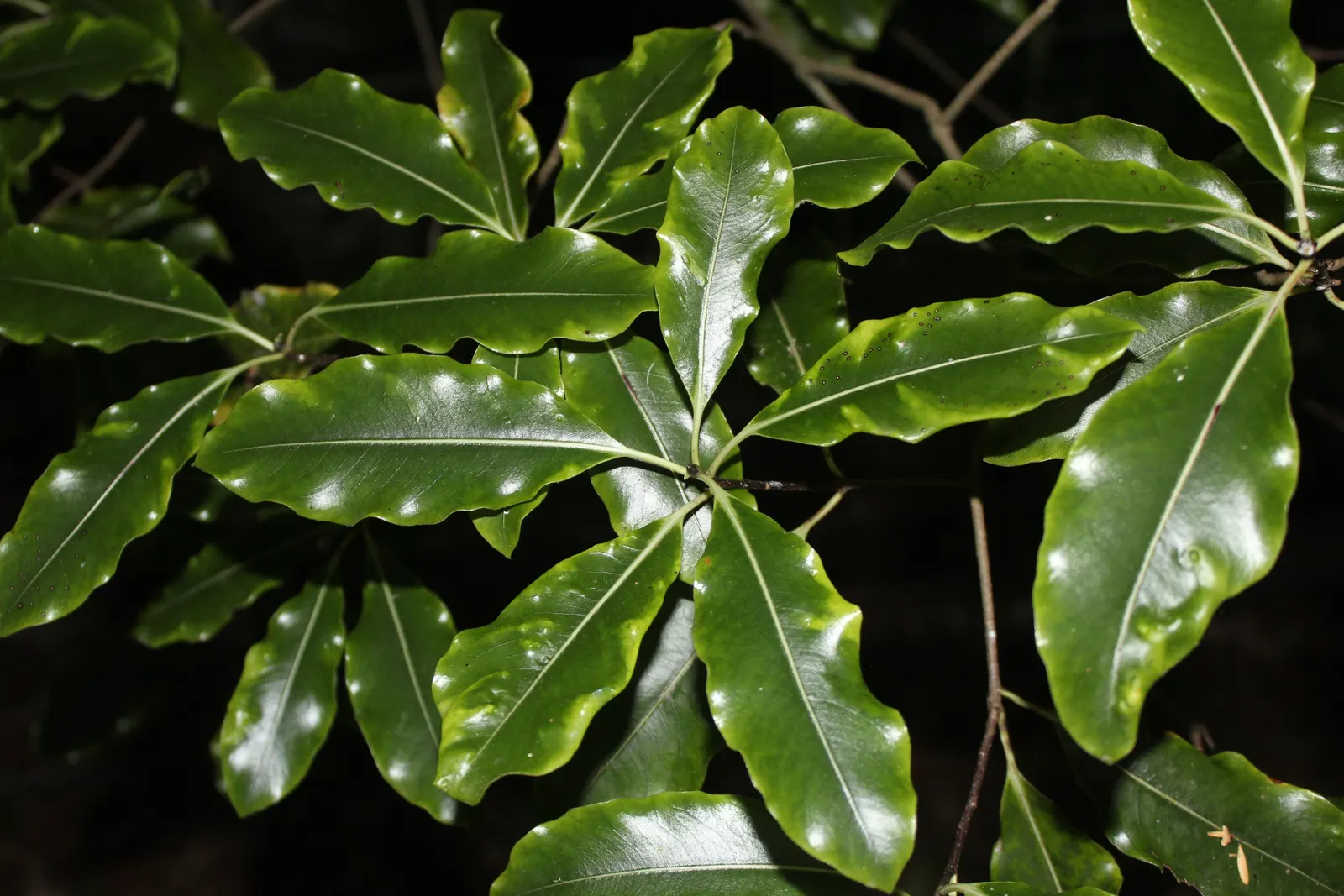 Lemonwood (Pittosporum Eugenioides) — making it versatile for screening or as a specimen plant; which can reach up to 20-25 feet in height and 10-15 feet in
