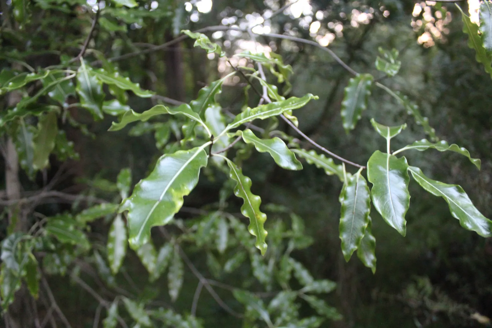 Lemonwood (Pittosporum Eugenioides) — making it an excellent choice for screens; moderate water needs ensure it's an adaptable choice for varied designs