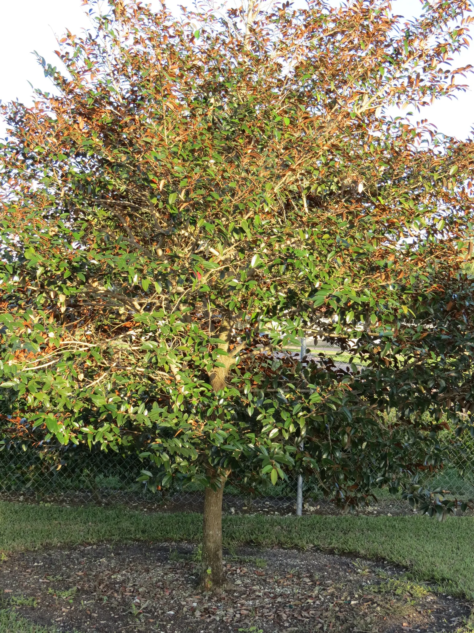Lemonwood (Pittosporum Eugenioides) — Moderate water needs ensure it's an adaptable choice for varied designs; offering a visual and olfactory treat