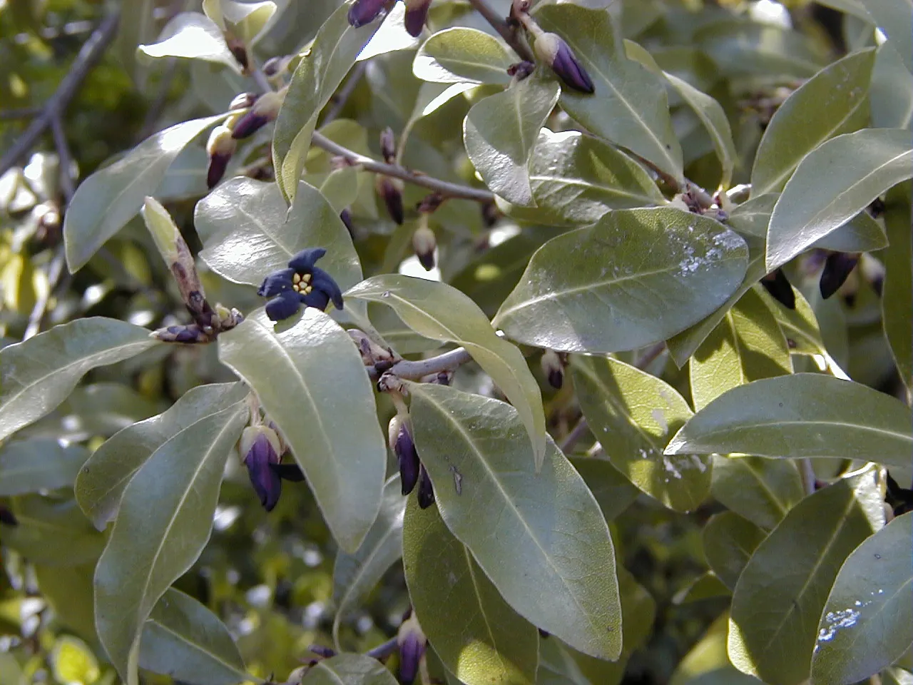 Lemonwood (Pittosporum Eugenioides) — Lemonwood, Pittosporum eugenioides, enriches landscapes with its bright, lemon-scented foliage; yellow flowers and