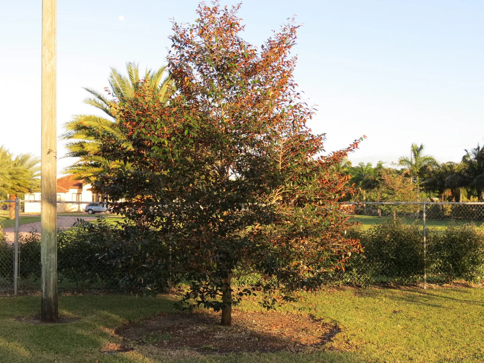 Lemonwood (Pittosporum Eugenioides) — lemony fragrance when crushed; and they prefer full sun to partial shade exposures