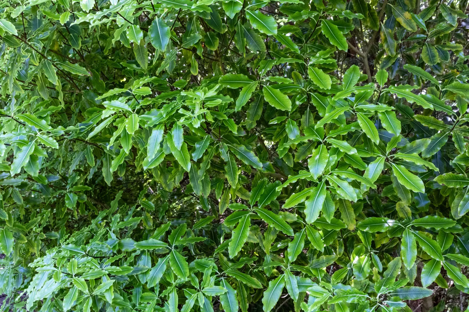 Lemonwood (Pittosporum Eugenioides) — and they prefer full sun to partial shade exposures
