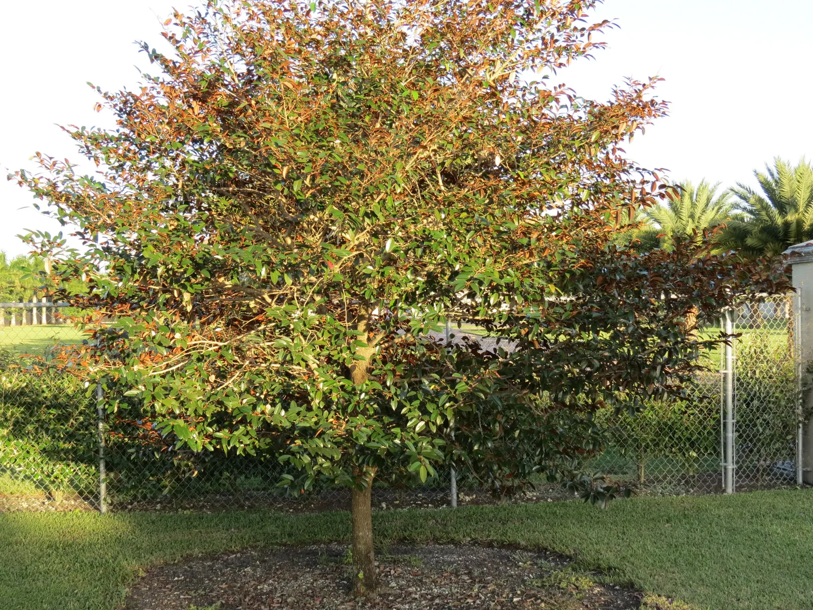 Lemonwood (Pittosporum Eugenioides) — bright green leaves which emit a delightful; the leaves are elongated, growing up to about 4 inches in length, and taper