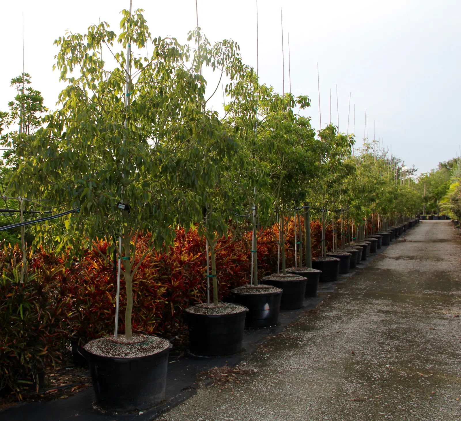 Lemonwood (Pittosporum Eugenioides) — adding further interest to the plant's appearance.<br><br>Lemonwoods are adaptable to various soil types