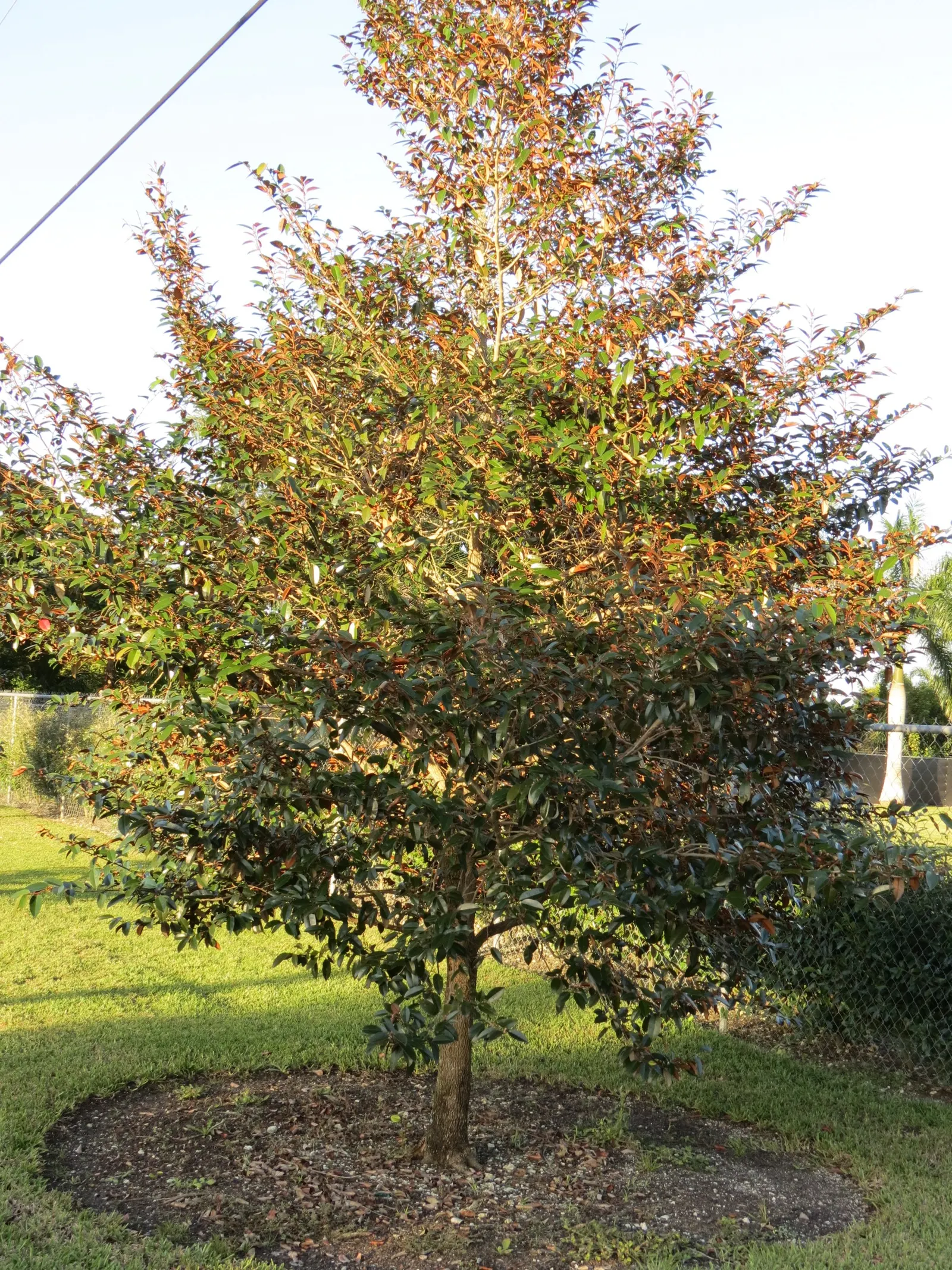 Lemonwood (Pittosporum Eugenioides) — shrub for full