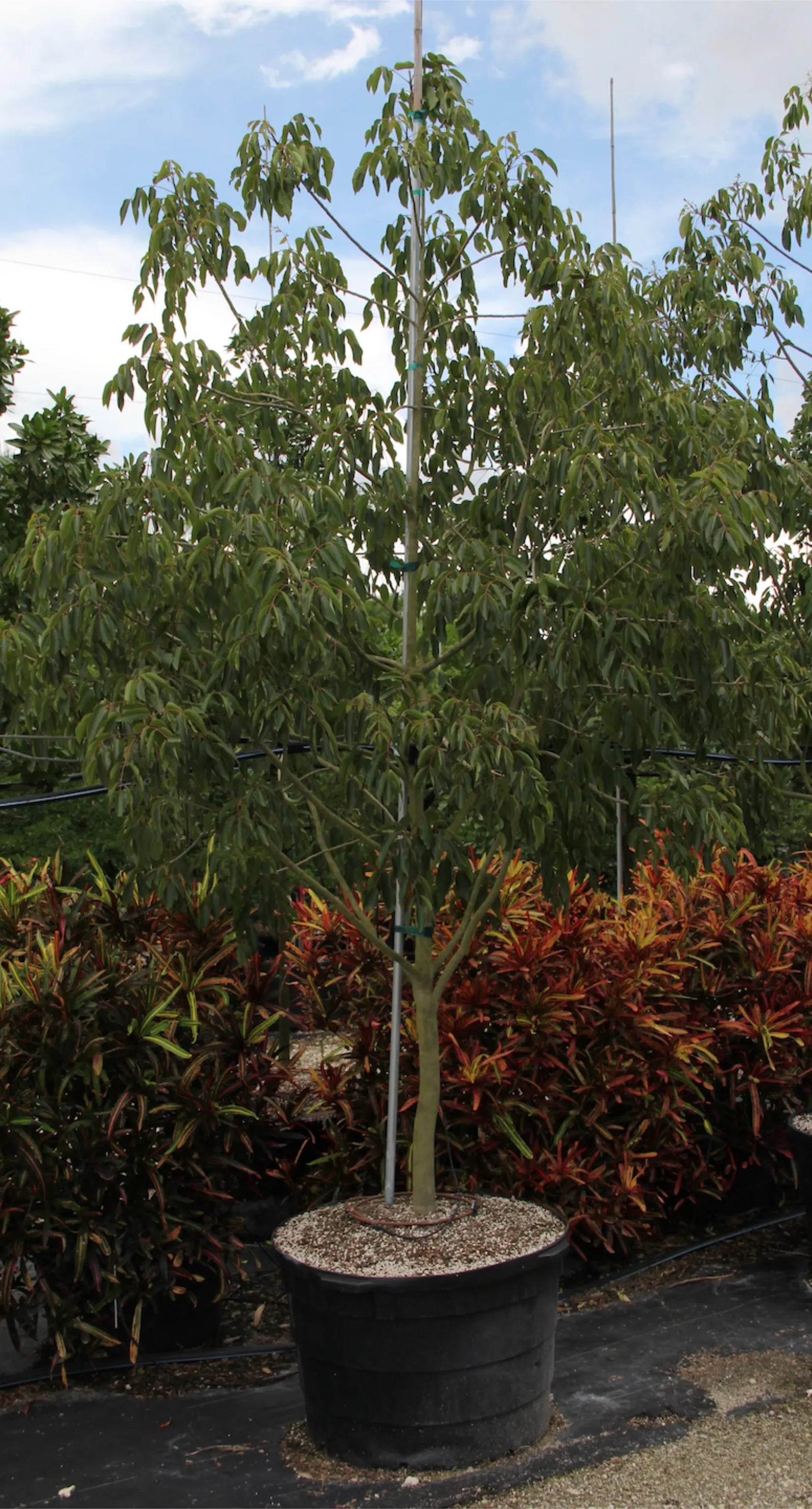 Lemonwood (Pittosporum Eugenioides) — yellow flowers and responds well to pruning; suggesting a degree of frost tolerance.<br><br>With its fragrant foliage