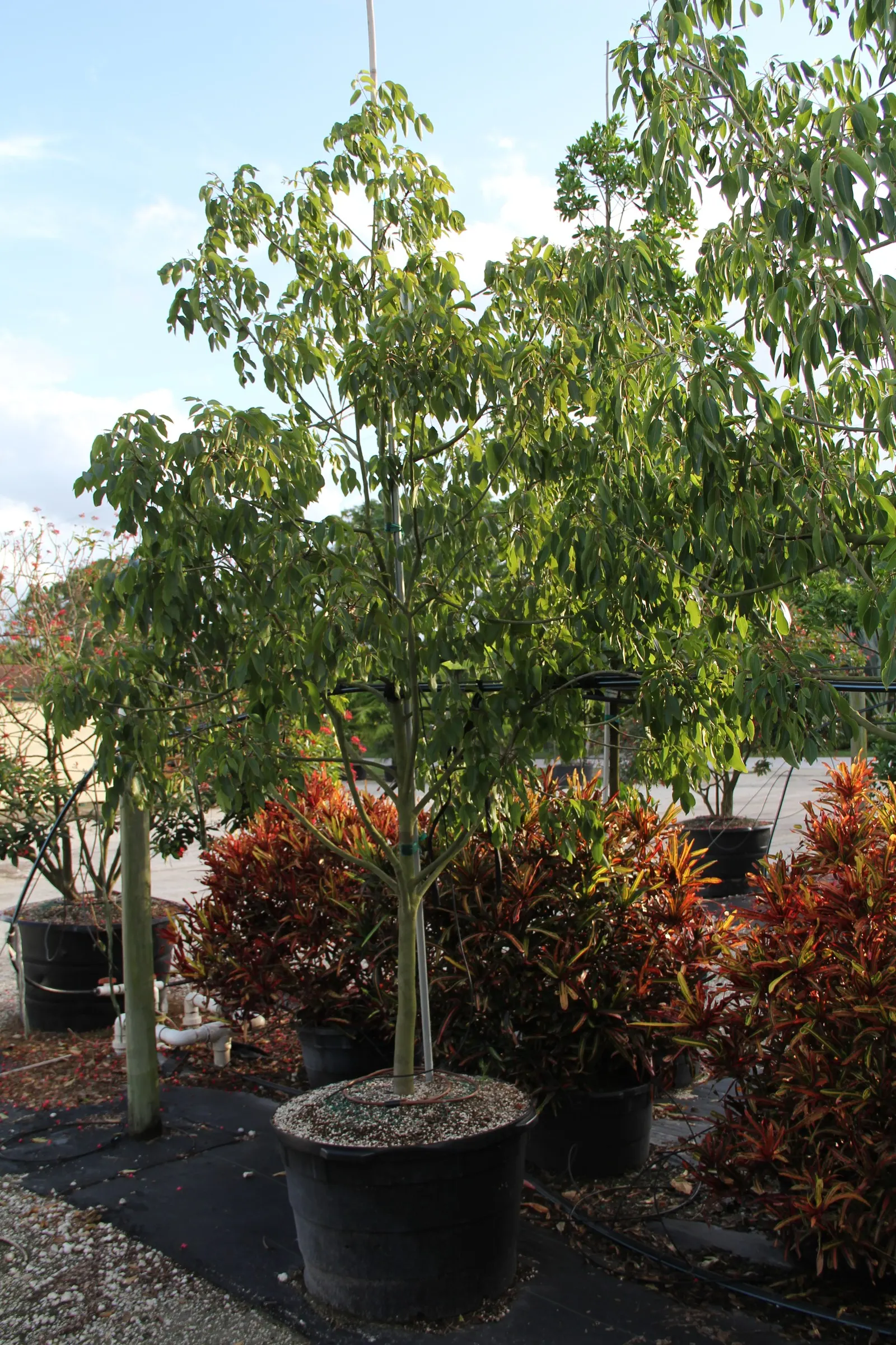 Lemonwood (Pittosporum Eugenioides) — especially when established