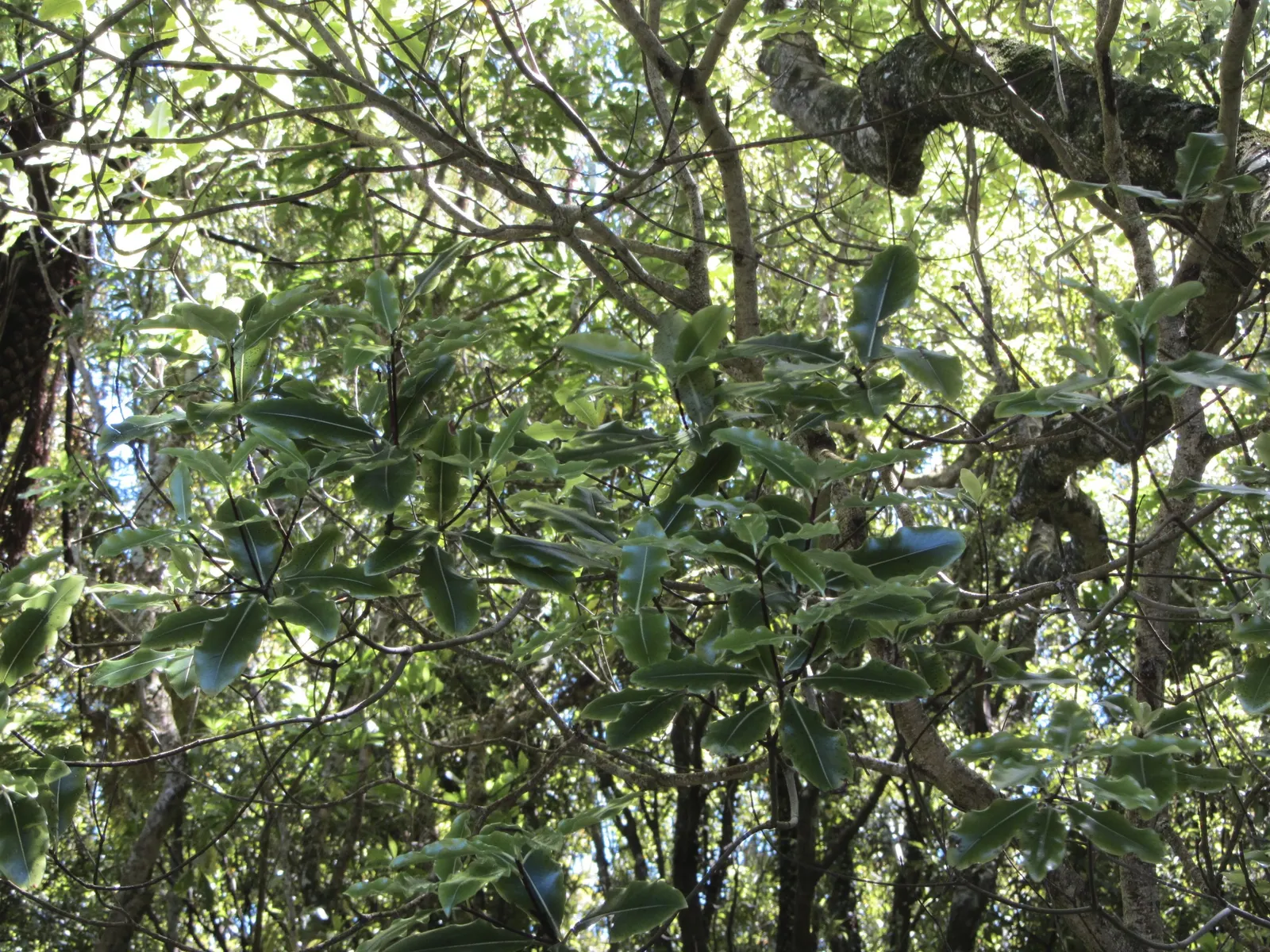 Lemonwood (Pittosporum Eugenioides) — The leaves are elongated, growing up to about 4 inches in length, and taper to a point
