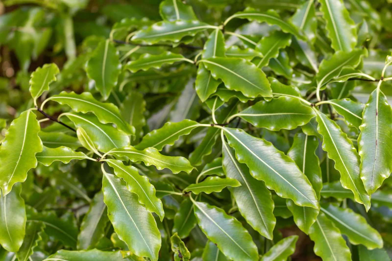 Lemonwood (Pittosporum Eugenioides) — bright green leaves which emit a delightful